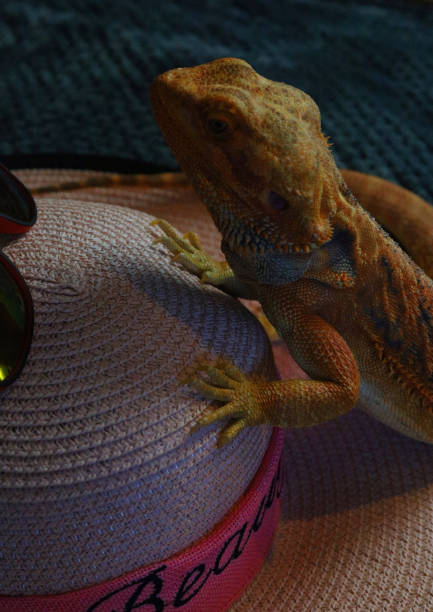 istock agama lizard goes on vacation, sits on suitcase with books, glasses, phone 2168058872