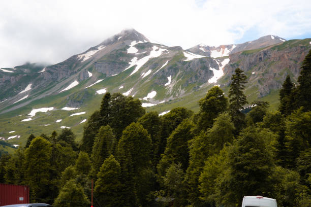 Mountain forest.