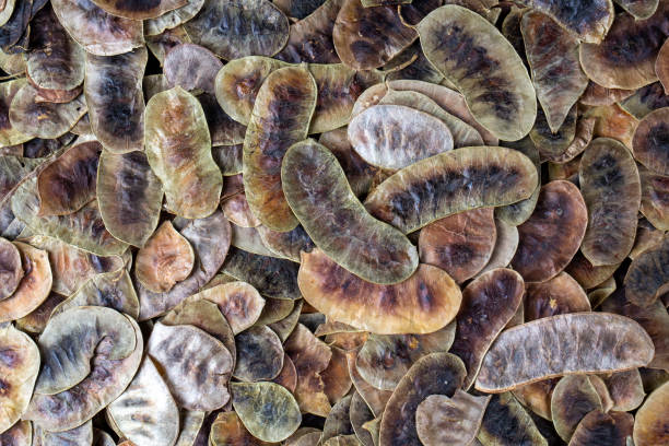 istock Senna pods or Cassia acutifolia 2168060074