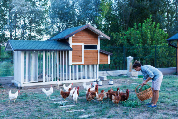 istock Woman Feeding Her Free Range Chickens With Clover 2168060118