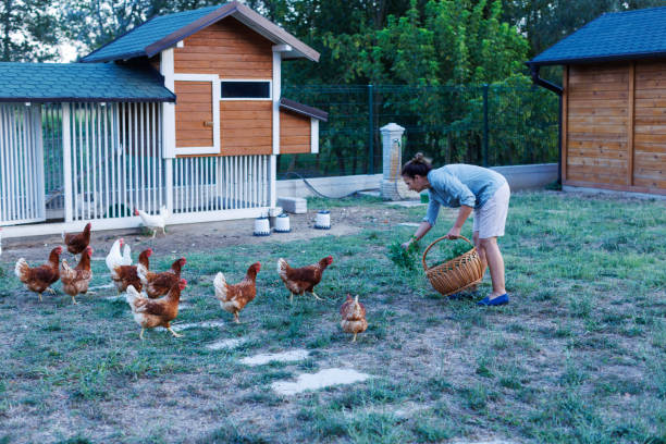 Woman feeding her free range chickens with clover.