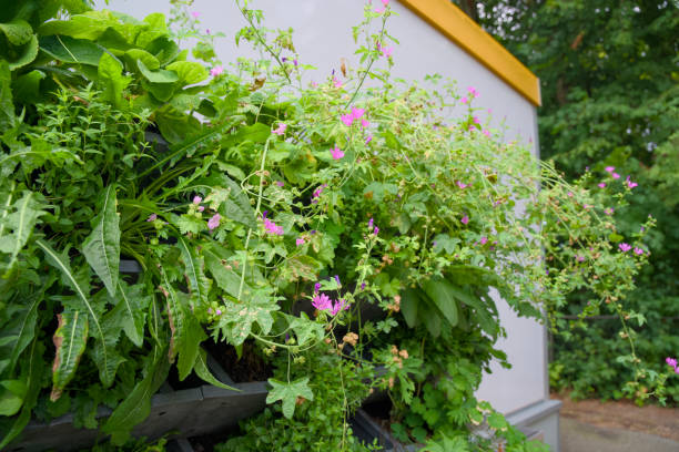 istock Vertical gardening with a green wall for climate adaptation. 2168060589