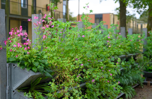 istock Vertical gardening with a green wall for climate adaptation. 2168060655