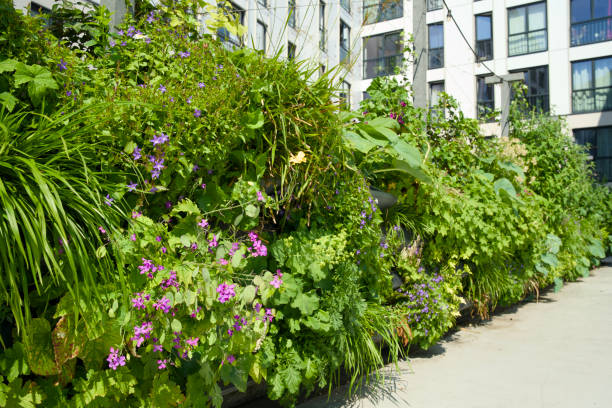 istock Vertical gardening with a green wall for climate adaptation. 2168062176
