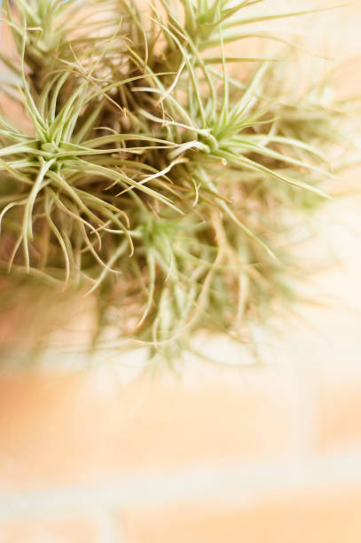 istock Natural texture of Tillandsia Ionantha 2168063417