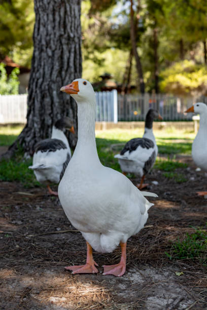 istock White geese graze on a green meadow in public park 2168065552