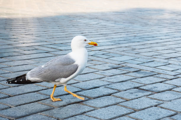 Seagull walks leisurely along the path by the sea in Istanbul, offering a tranquil glimpse of nature in this vibrant city.