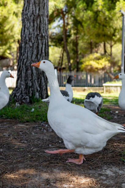 istock White geese graze on a green meadow in public park 2168065924