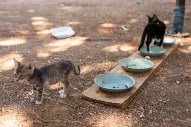 istock A small cute tangled brown and black stray kitten in public park 2168066252