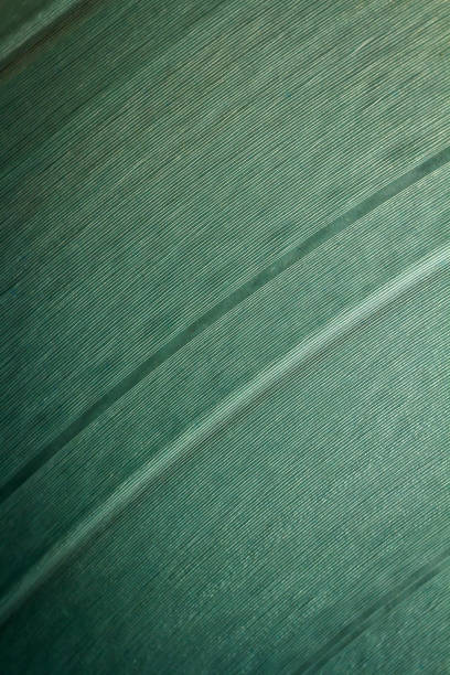 Close-up of variegated canna lily (Canna indica) leaf with yellow stripes.
