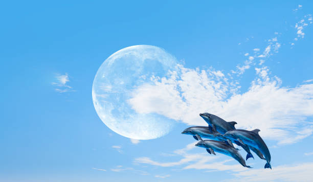 Group of dolphins jumping on the water with Full Moon\n\nMoon: https://science.nasa.gov/image-detail/amf-pia00405/