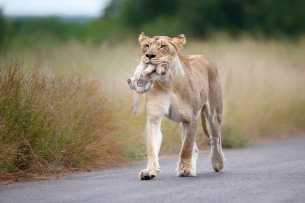 istock Lioness with her newborn cub in Kruger National Park 2168068575