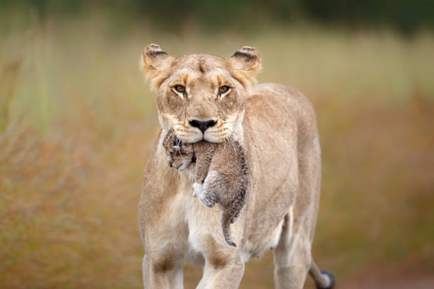 Lioness with her newborn cub in Kruger National Park