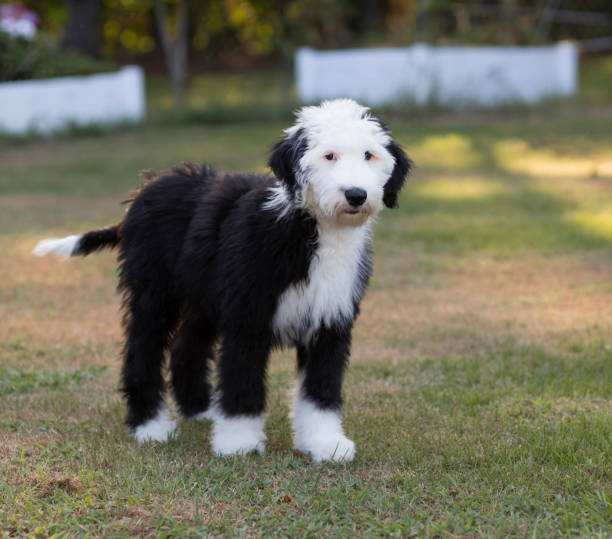 istock White and black sheepadoodle puppy with a concerned look 2168070314