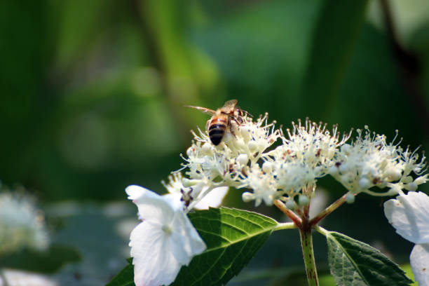 Pictures of Hydrangeas and Bees