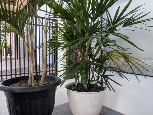 istock Rhapis excelsa in black pots and white pots 2168070656
