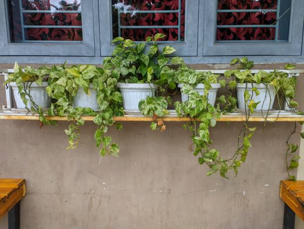 istock Epipremnum aureum plants neatly arranged on a flower shelf 2168070658