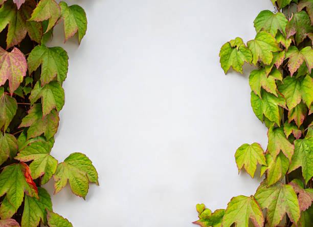 Minimalistic creative background made of grape leaves with double lined rectangle frame for text. Natural layout with copy space.