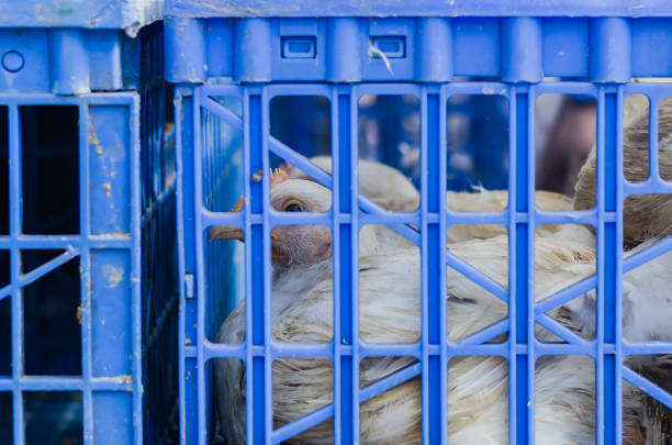 White Broiler chickens kept inside plastic cage for selling for meat and egg. Photo symbolizing animal cruelty.