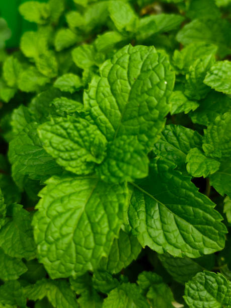 istock Peppermint in the morning 2168079951