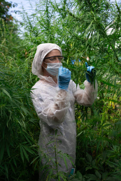 istock A diligent scientist is thoroughly examining cannabis plants under controlled laboratory conditions 2168081173