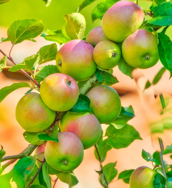 istock Fresh apple in the garden 2168081433