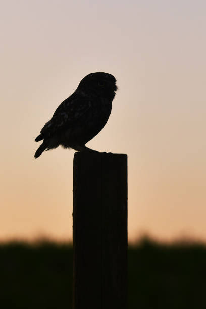 istock Little Owl Silhouette At Dusk 2168082608