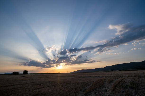 Sunset on an agricultural field.
