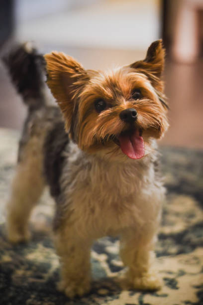istock happy yorkshire terrier indoors 2168086195