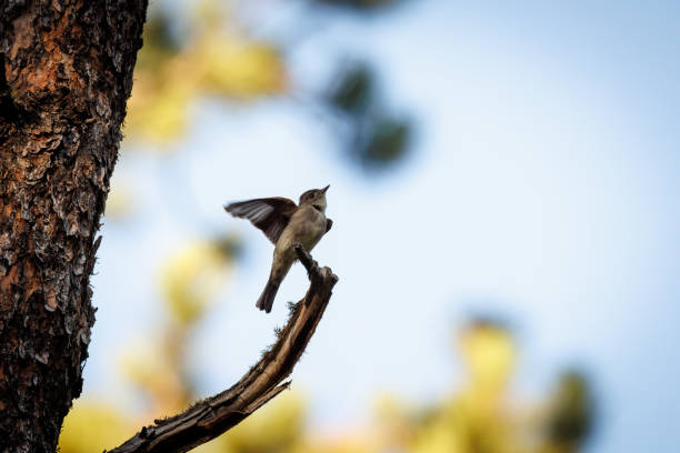 A Western Wood-Pewee gracefully lands on a tree branch, framed by a bright blue background.