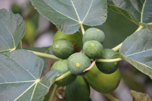 istock plant fruit fig - Ficus carica 2168087017