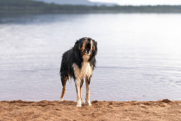 Tri-Color border collie standing in the sand at the lake barking on the beach