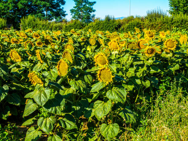 A vibrant sunflower field on a clear, sunny day with a single sunflower prominently in the foreground.