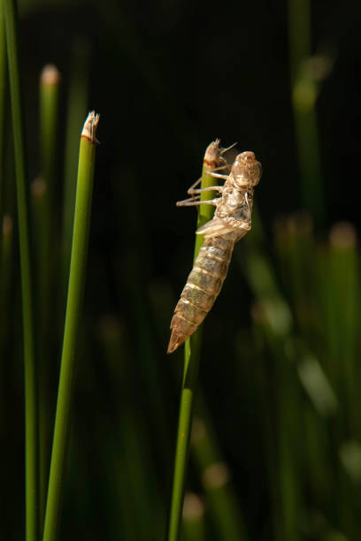Empty Exoskeleton of a Dragonfly Nymph Hanging on a Plant