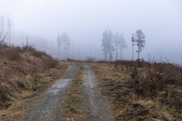 Bäume im Nebel