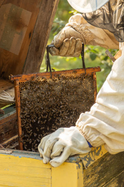 istock Closeup of honeycomb frame with bees held by crop anonymous beekeeper in protective workwear during honey harvesting in apiary. 2168089673