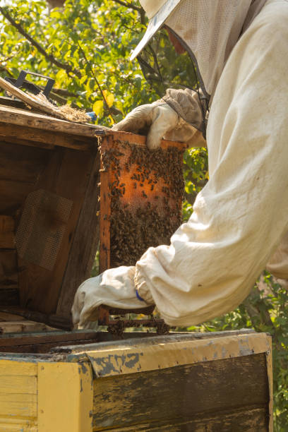 istock Closeup of honeycomb frame with bees held by crop anonymous beekeeper in protective workwear during honey harvesting in apiary. 2168089920