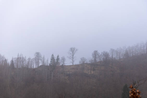 Bäume auf einer Anhöhe im Nebel
