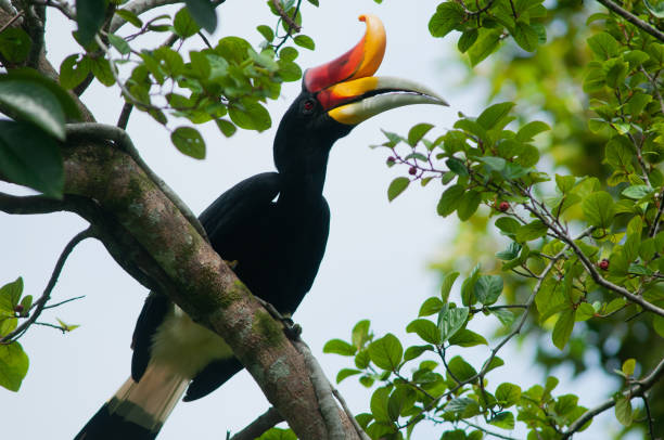 istock Rhinoceros Hornbill, Buceros rhinoceros, Borneo 2168092505