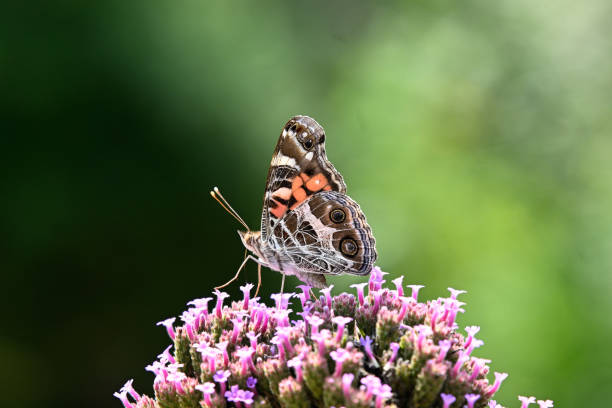 American Painted Lady on Bed of Pink and Purple Butterfly Bush