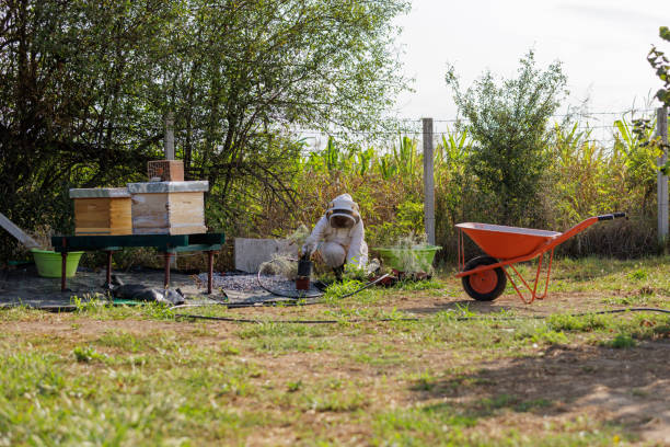 istock Planting Aromatic Plants Around Beehive 2168093815