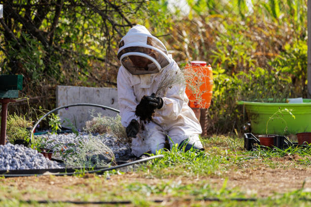 istock Planting Aromatic Plants Around Beehive 2168093817