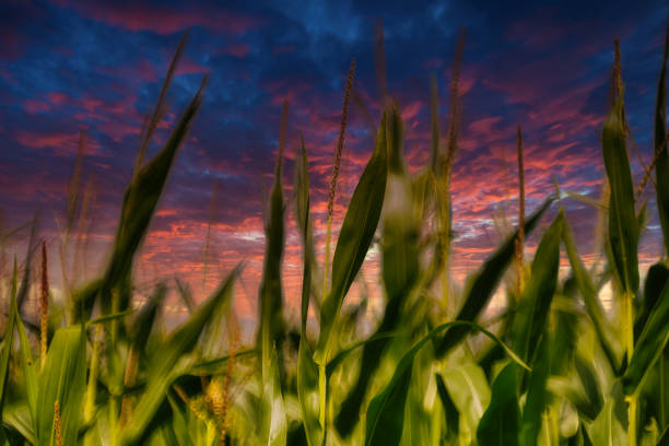 A field of grass and trees. Sky. Outdoor. Grass. Field. Clouds