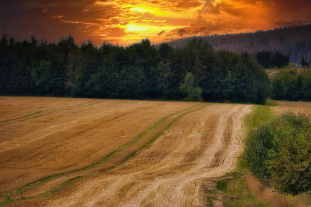 Sunset - sunrise over cornfield / field. The sun shines straight into the camera an early fresh morning