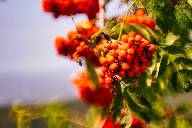 Common rowan, Sorbus aucuparia with berries in a forest outside Copenhagen