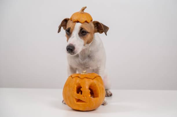 istock Jack Russell Terrier dog with a pumpkin cap and a jack-o-lantern on a white background. 2168094791