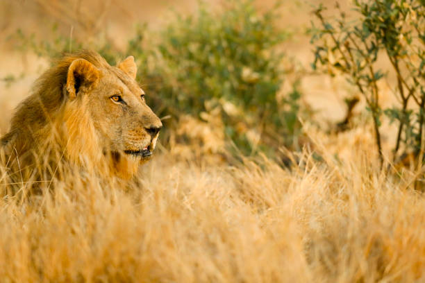 istock A Male Lion surveys his territory 2168094983