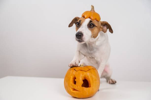 istock Jack Russell Terrier dog with a pumpkin cap and a jack-o-lantern on a white background. 2168095220
