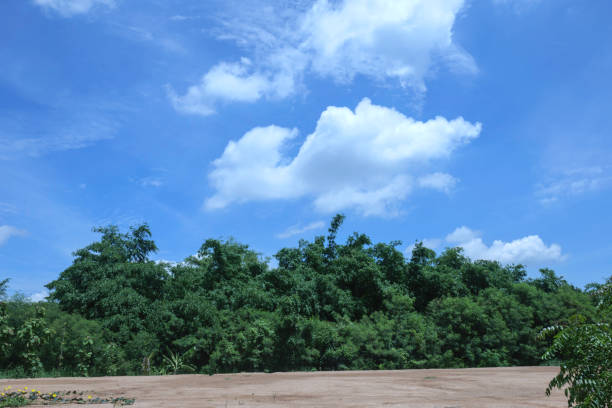 A landscape image of a green forest in a blue sky with beautiful white fluffy clouds.