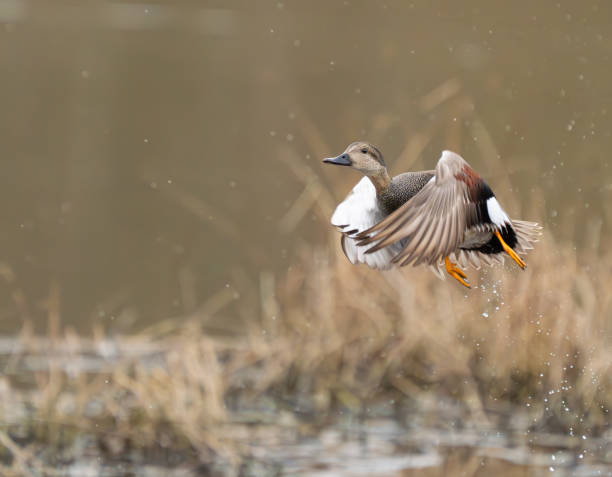 istock Male Gadwall Duck Flushes From Marshy Hole 2168096411